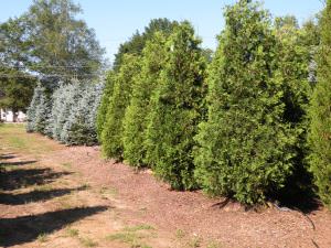 Moody S Nursery In Saco Maine Large Tree Planting Large Tree Planting