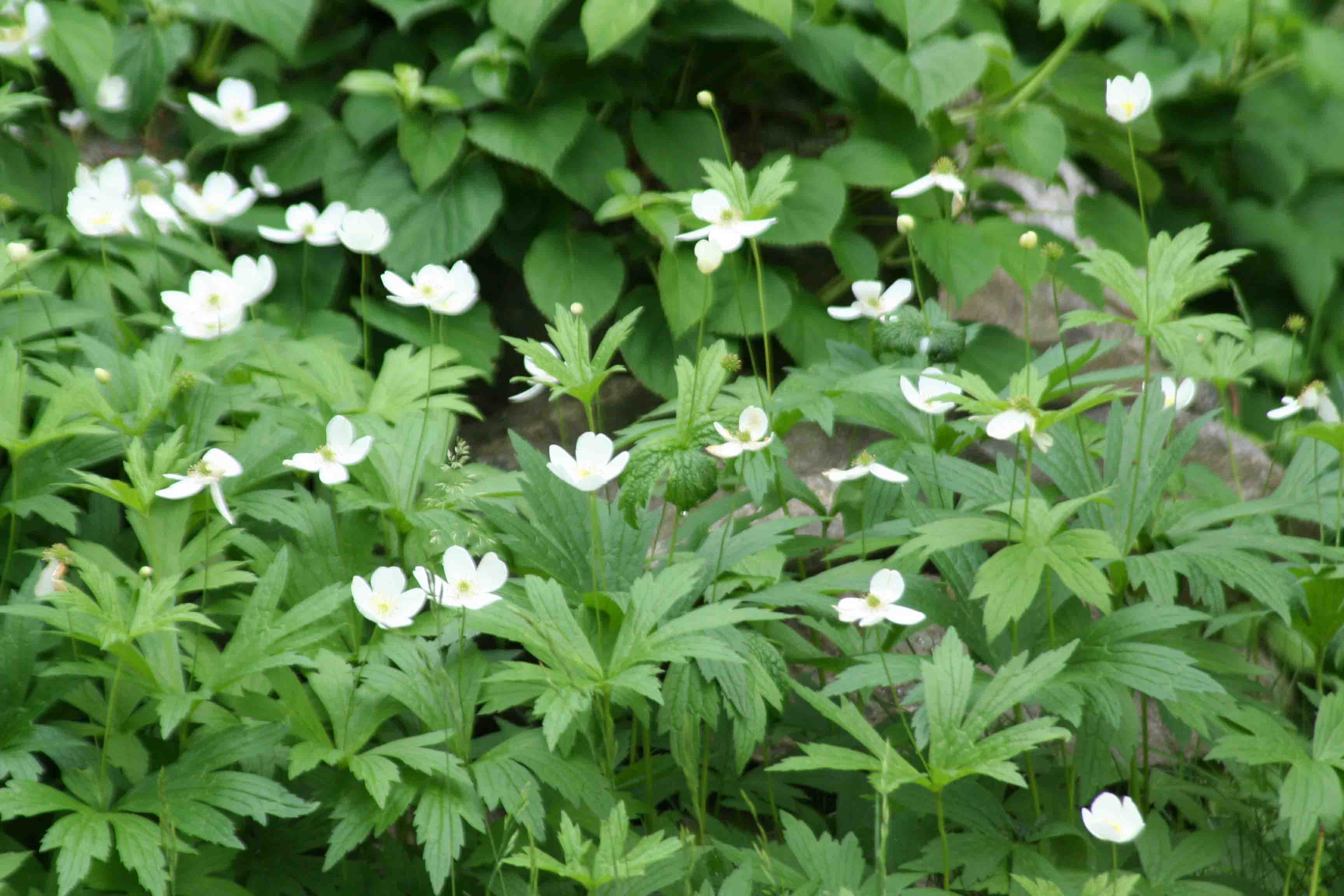 Moody's Nursery in Saco, Maine GARDEN CENTER