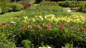 Daylilies (Retail) 500 x 278