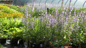 Summer Perennials 500 X 278