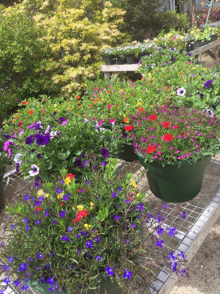 Moody's Nursery in Saco, Maine NEW ARRIVALS & SALE ITEMS