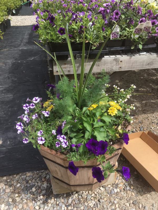 Moody's Nursery in Saco, Maine NEW ARRIVALS & SALE ITEMS