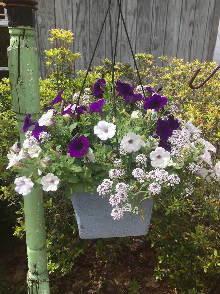 Moody's Nursery in Saco, Maine NEW ARRIVALS & SALE ITEMS